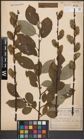 Foto von Salix caprea L.